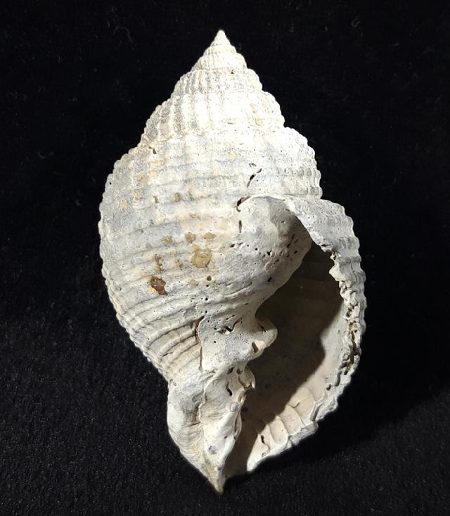 Cancellaria conradiana DALL 1890  - Bild © FossNet FossilienStore